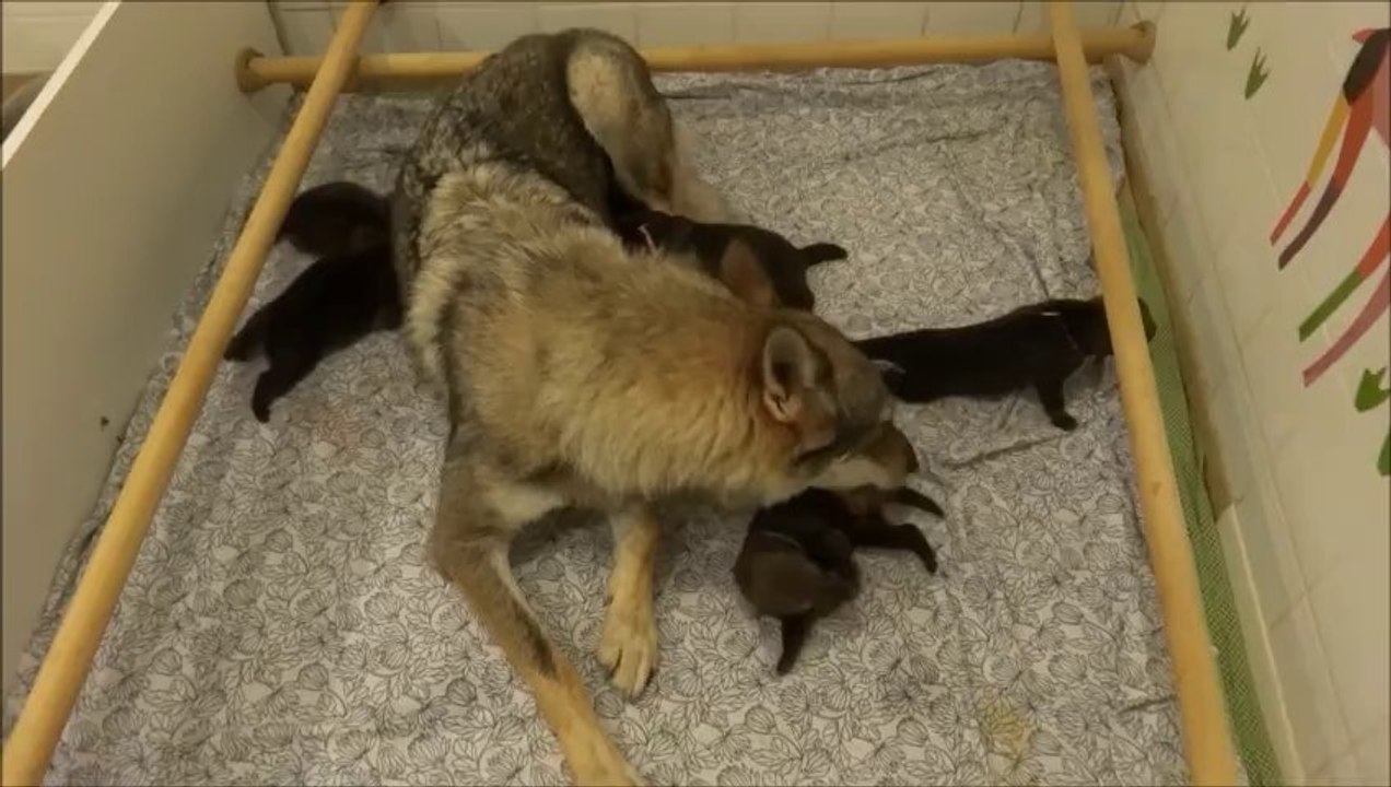 Eden Hood (12 jours)