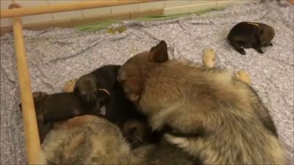 Eden Hood 2 (12 jours)