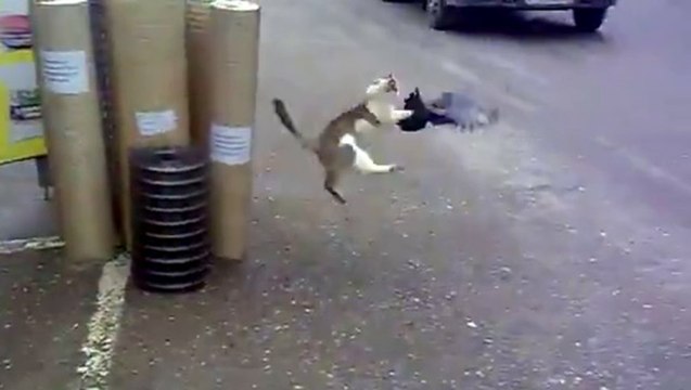 Un chat attrappe un pigeon FAIL