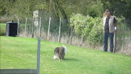 2013.09.29 - Cabariot - Concours d'Obéissance - Classe II