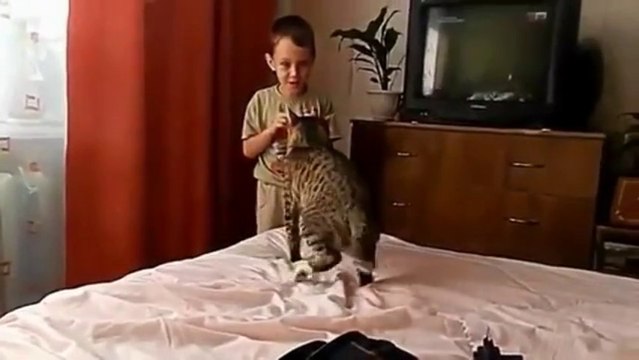Un chat se venge d'un enfant qui l'embête