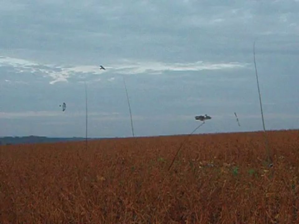 Appelants ,  Pigeons ramiers en mouvement
