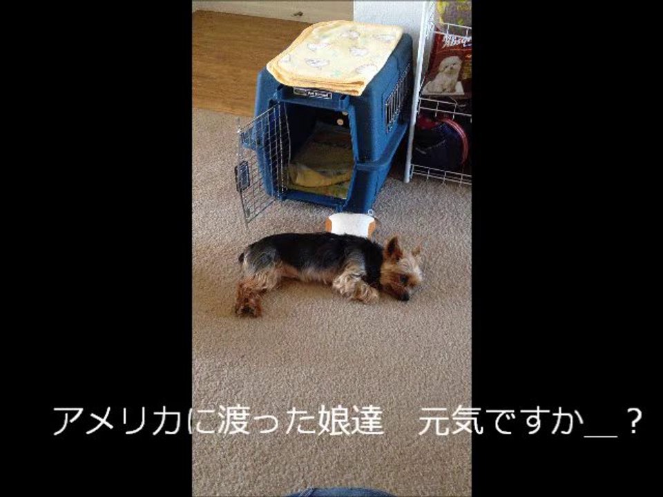 さゆりとちょこ、アメリカに渡った娘達  Daughter  went to America   My dogs