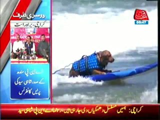 Dozens dogs surfing on the beach