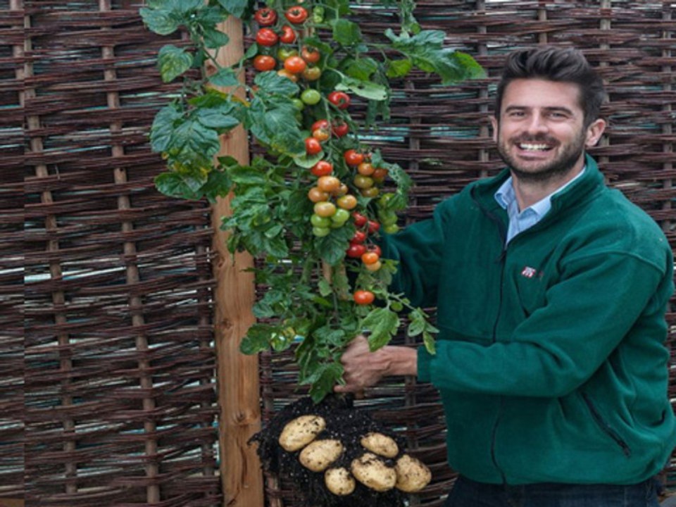 WOW TomTato A Plant That Grows Potato And Tomato