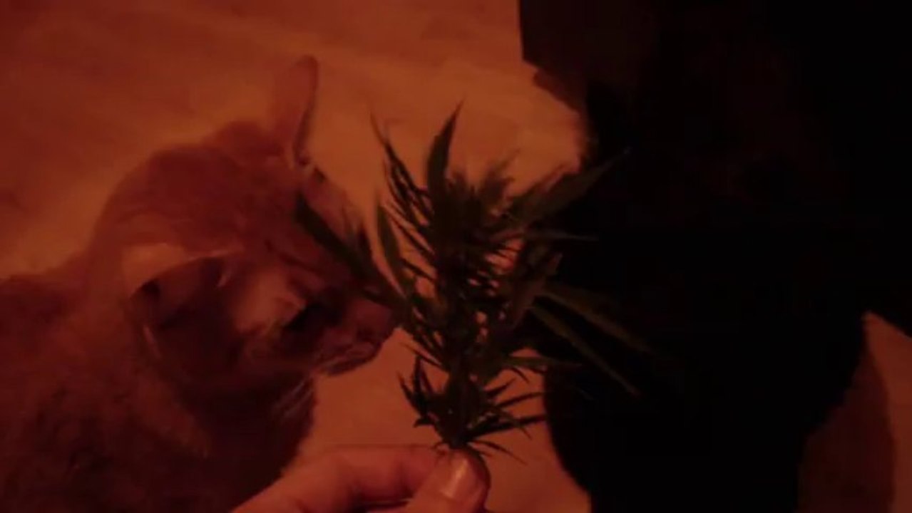 cat´s love weed