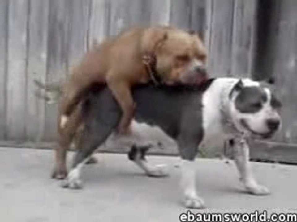 Chien en rute