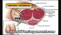 Average Penis Size - Penis Enlargement Bible