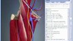 3D Interactive Hip Human Anatomy - 2009 release