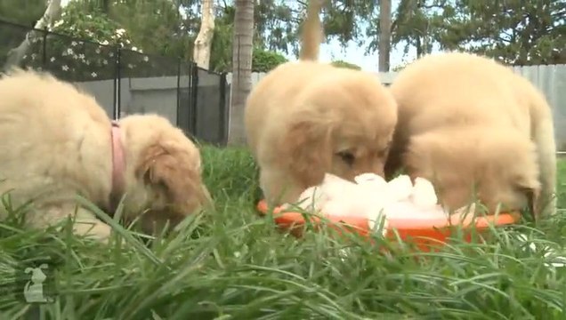 Cute puppies playing with ice cubes stuck all over themselves!!!