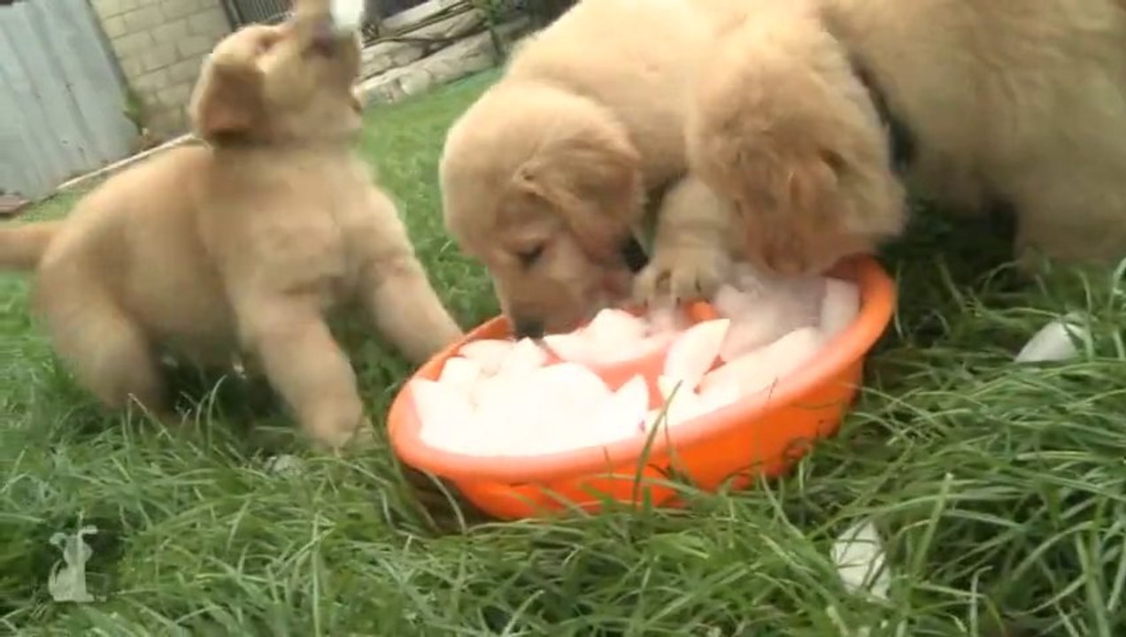 Chiots Golden Retrievers attaqués par des glaçons!! Trop mignons...
