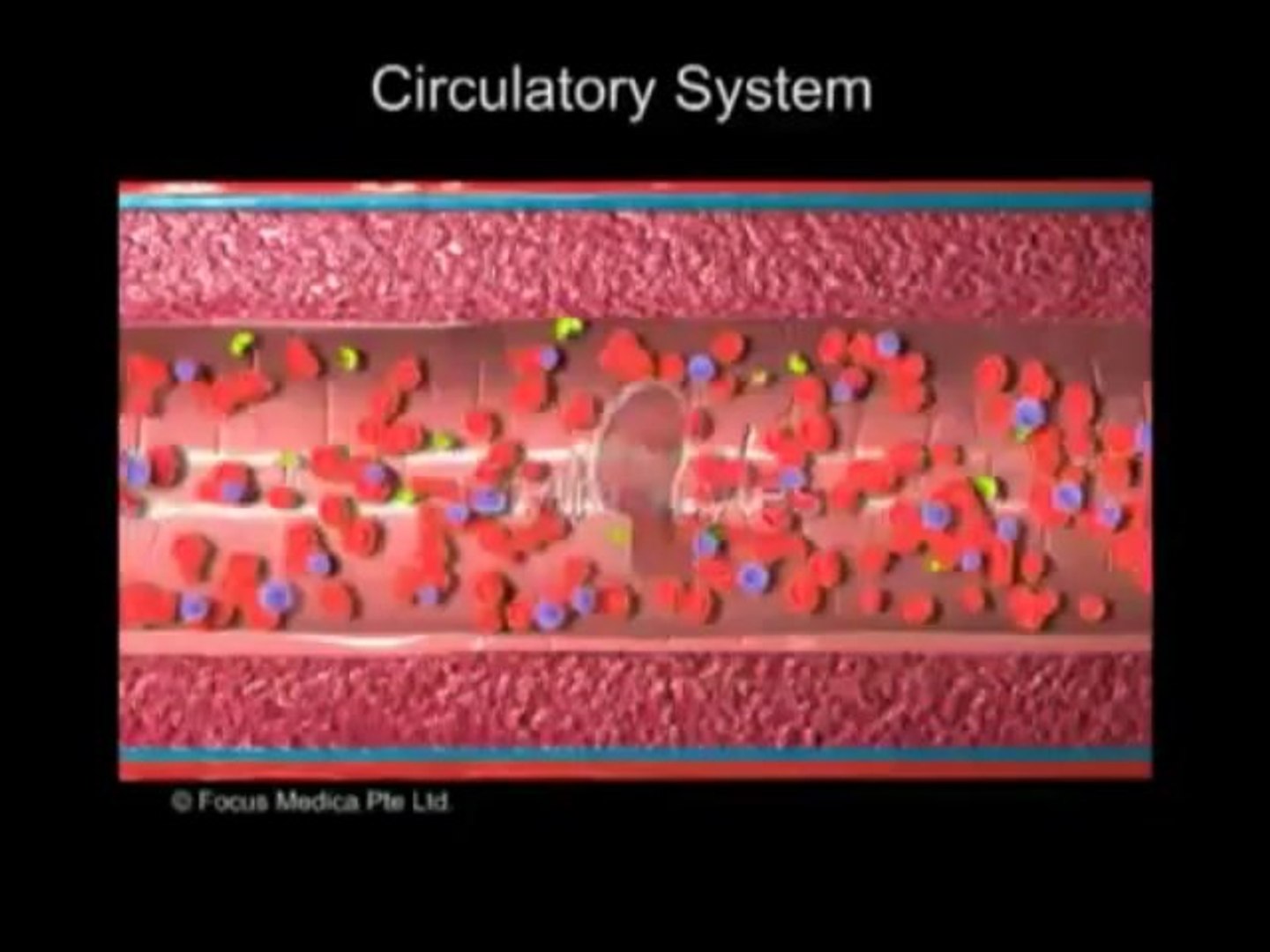 Human Anatomy & Physiology