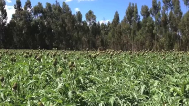 General Mills Launches $1.1 Million Sustainable Sourcing Program in Peru