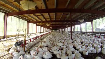 hay 19 mil pollos   para hacer un asopaoooo