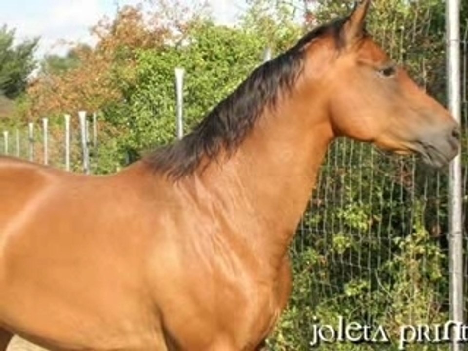 jody_joleta_0002