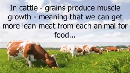 Primal Burn - best fat burner supplement