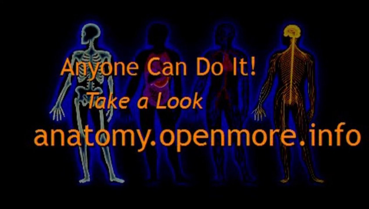 Organs In The Human Body - MASTER Human Anatomy Right Now!
