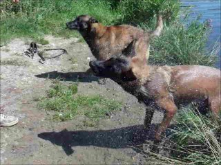 Fury Old Blue Family 🐶