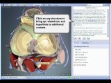 Interactive Knee - 3d Interactive Human Anatomy New 2009!