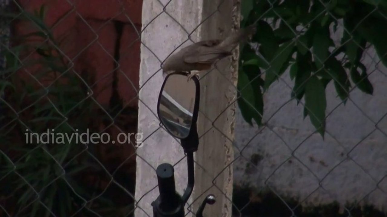 A bird totally enriched by mirror reflection