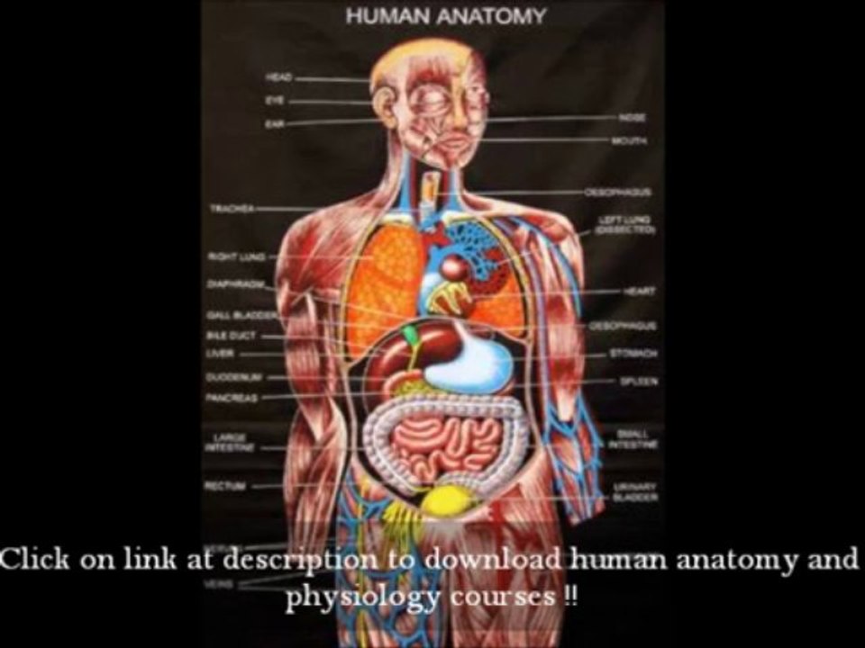 Atlas Human Anatomy Acland Video FREE Download - Download For FREE | Medical Students