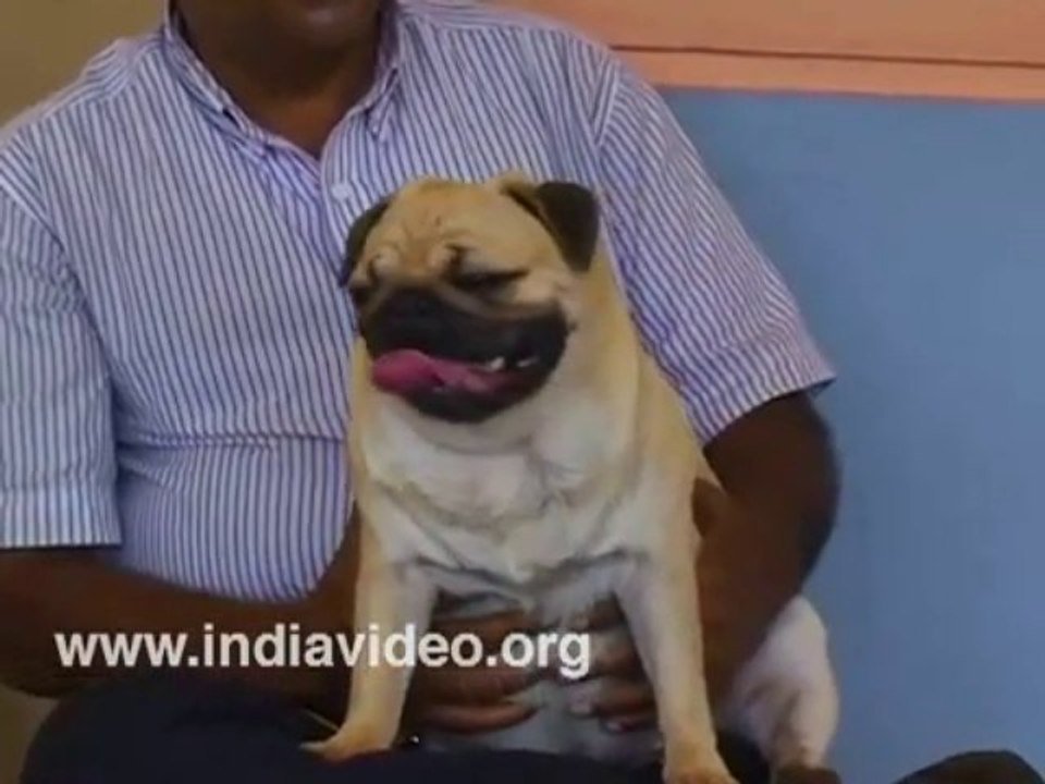 Pug - Dog show India