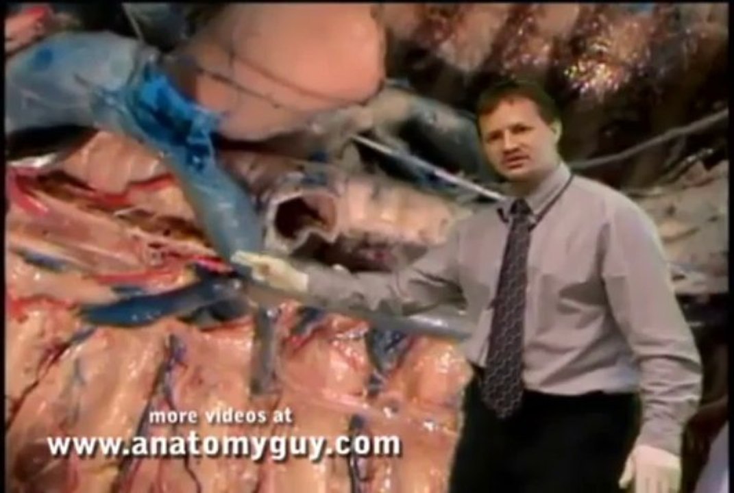 Posterior Mediastinium Human Anatomy Dissection Review.flv