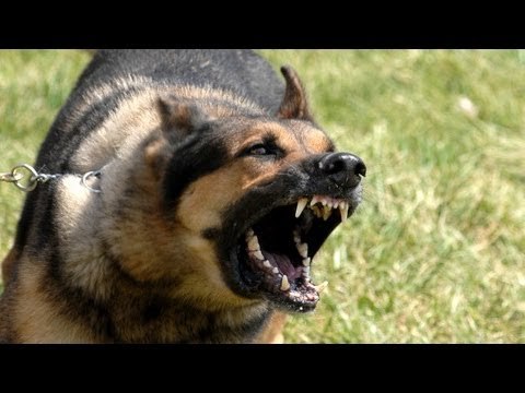 Drunk man barks at police dog named 'Chaos', it doesn't go well