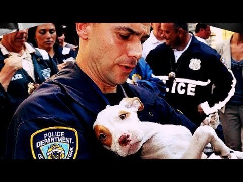 Huge dog fighting ring busted in Alabama, hundreds of pitbulls rescued