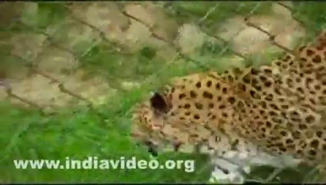 Gangtok Himalayan Zoological Park India