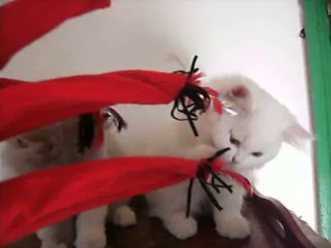 chaton british longhair blanc yeux or LOOF