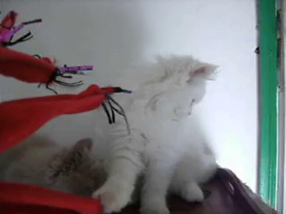 magnifique chaton mâle british longhair blanc yeux or LOOF