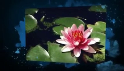 Survive Water Crisis Review