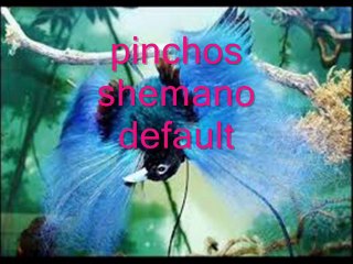 pinchos shemano camp