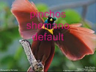pinchos shemano gallery