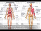 FREE Download Anatomy Of The Human Anatomy Body Book Download - Medical Studies