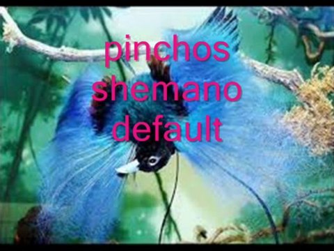 pinchos shemano motorbike