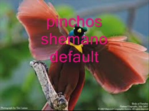 pinchos shemano wynm