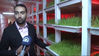 Kapalı mekanda ot üretiyor