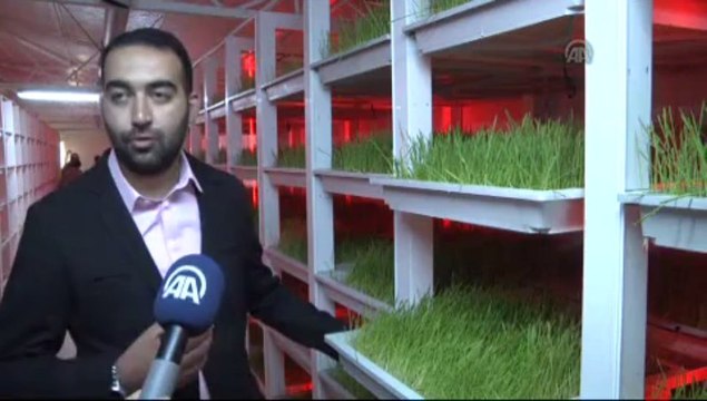 Kapalı mekanda ot üretiyor