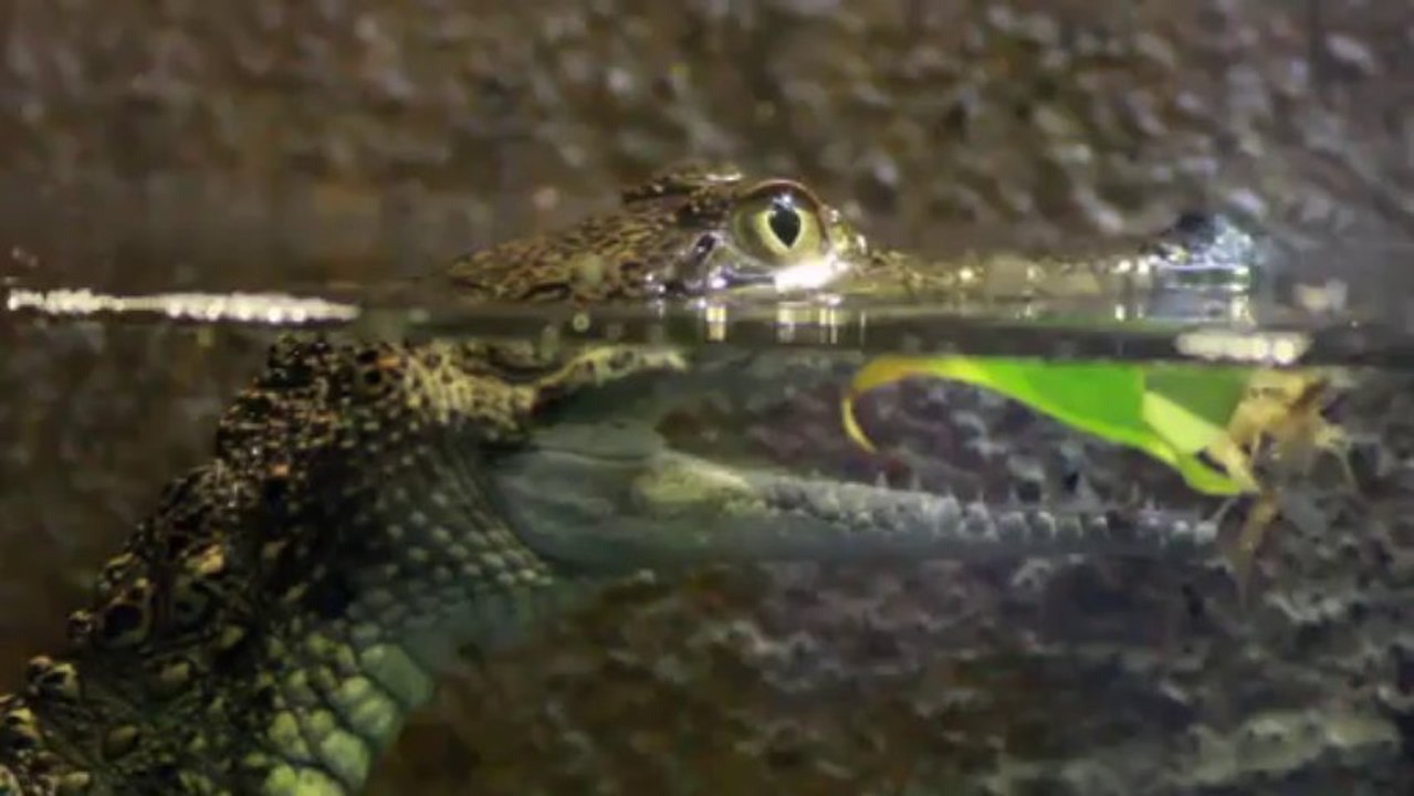Free Stock Footage - Baby Crocodile in Water - 1080p HD