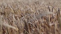 Free Stock Footage - Barley Field - Free Stock Video