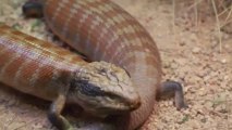 Free Stock Footage - Blue Tongued Lizard