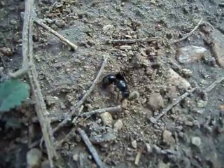 Reina messor sp cavando su casa después de los vuelos