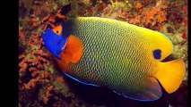 Acquario Pesci invita tutti gli utenti in: ( IL MARE ) Parte 