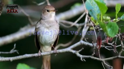 BILBILI KENDON NE DEGE---( HDjuesej1 )---HQ