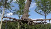 Giuseppe Penone, Bosquet de l'étoile à Versailles, Elevazione et idées de pierre