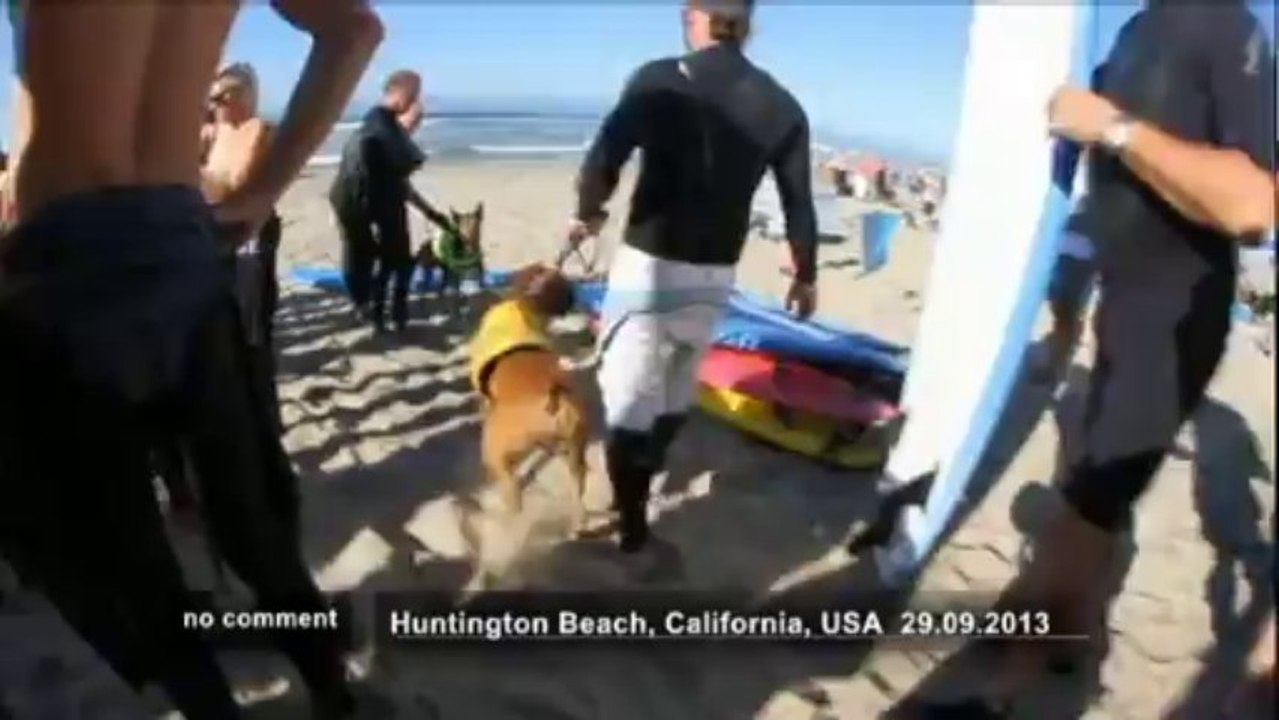 Des chiens surfent en Californie - no comment
