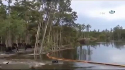 Obruk 12 Metrelik Ağaçları Yuttu