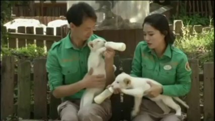 Deux lionceaux blancs sont nés dans un parc près de Séoul